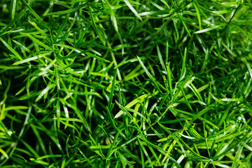Fototapeta na wymiar Green background of asparagus fern's fresh green fine leaves