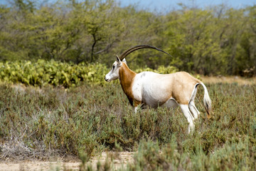 Oryx algazelle, Oryx dammah