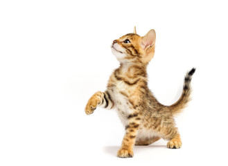 kitten on white background © Happy monkey
