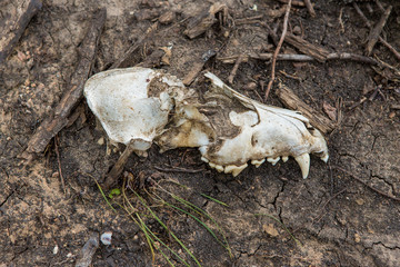 skull in the ground, a lifeless land