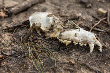 skull in the ground, a lifeless land