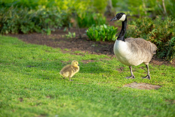 Wild Canadian goose and its baby duckling on the grass in a park