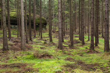 A thick coniferous forest with green moss and rock