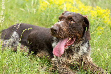 German hunting watchdog drahthaar, beautiful dog portrait in summer