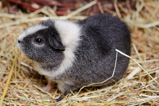 Grey-white adult domestic guinea pig