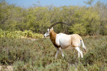 Oryx algazelle, Oryx dammah
