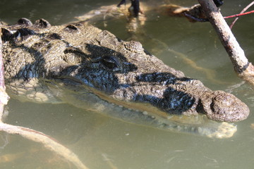 Krokodil