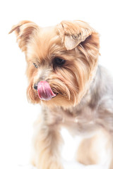 portrait of a yorkshire terrier isolated on white background