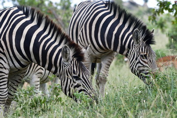 Fototapeta na wymiar Burchels zebras,Kruger National park,South Africa