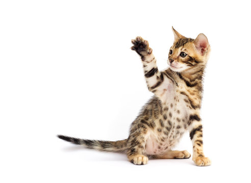 Kitten On White Background