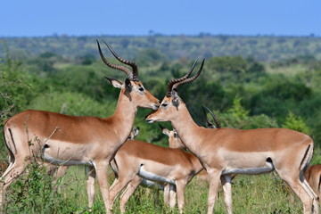 Naklejka na ściany i meble two male impala antelope comparing each other,Kruger National Park in South Africa