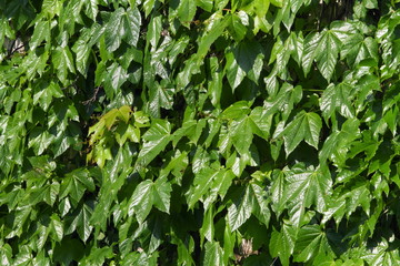 Edera con Foglie Verdi, Ivy Plant with green leaves