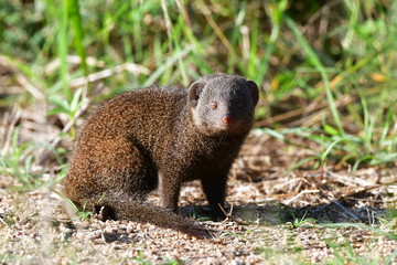 dwarf mongoose in Kruger National park in South Africa