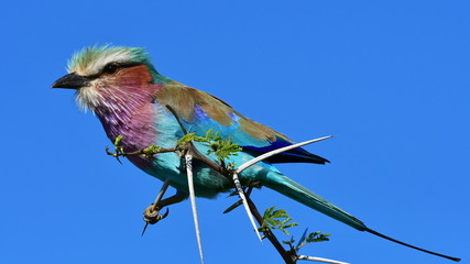 Lilac-breasted roller bird in Kruger National park district Lower Sabie