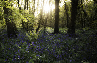 Last light illuminating a fern 