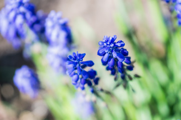 Blue flower bell in the garden at dacha close-up on a sunny bright day