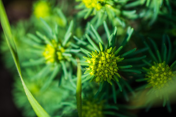Green bush with flower in the garden at the cottage close-up on a sunny bright day