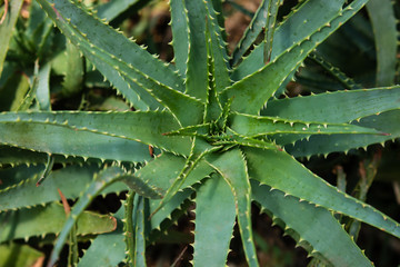 Aloe spinosissima at tropical garden