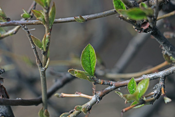 the first spring leaves on a bush