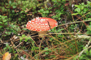 red fly agaric in the grass
