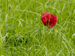 Coquelicot après averse