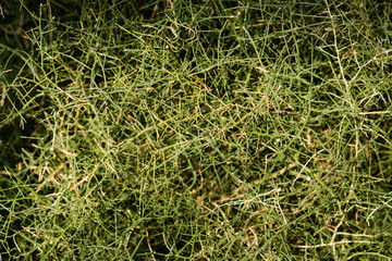 Green background of crown of thorns (Koeberlinia spinosa latin)