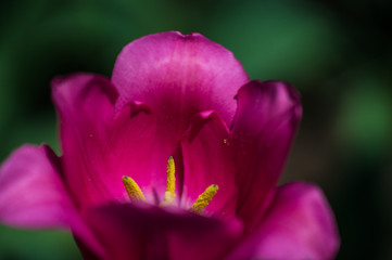 Pink lily in the garden at the dacha close-up on a sunny bright day