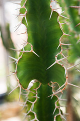 Cactus (Cereus hildmannianus in latin)