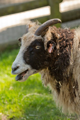 Goat, Horns, Billy goat, Animals, Farm, Sheep, Wool, Hay, Herd 