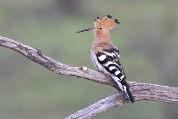Hoopoe. Upupa epops