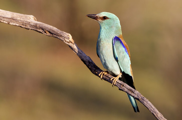 Coracias garrulus. European roller