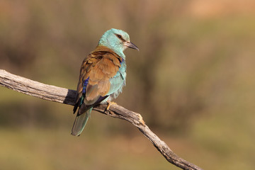 Coracias garrulus. European roller