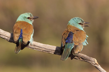 Coracias garrulus. European roller