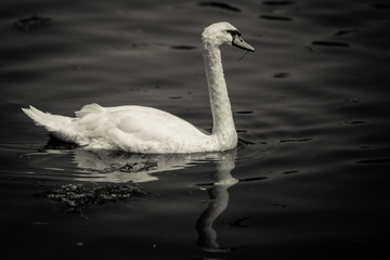 Swan. 