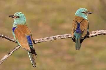 Coracias garrulus. European roller