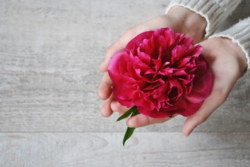 Piwonia © bnorbert3