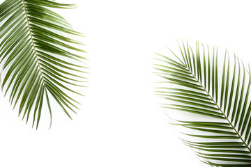 Obraz premium Green palm leafs on white background