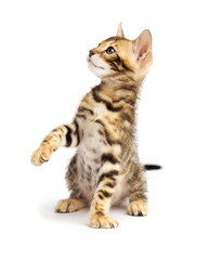 Bengal cat standing on its hind legs on a white background