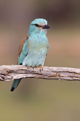Coracias garrulus. European roller