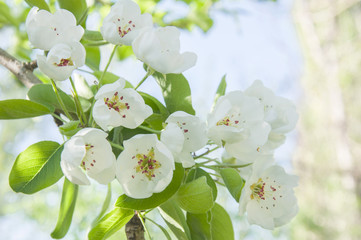 white spring blooming flowers, spring nature purity integrity