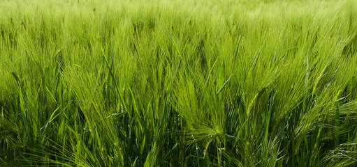 Plants: Closeup of a growing barley field in Eastern Thuringia in May 