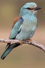 Coracias garrulus. European roller
