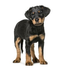 Mixed-breed dog , 2 months old, standing against white background