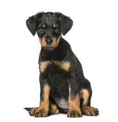 Mixed-breed dog , 2 months old, sitting against white background