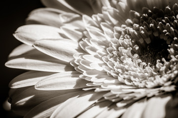 Gerbera. Flower photo. 
