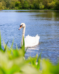 A White Swan Swimming
