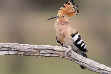 Hoopoe. Upupa epops