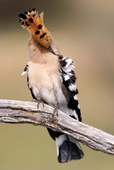 Hoopoe. Upupa epops