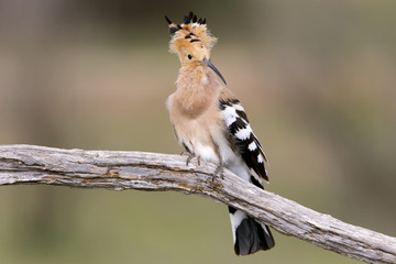 Hoopoe. Upupa epops