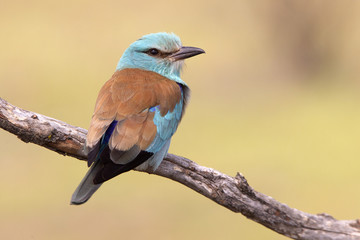 Coracias garrulus. European roller